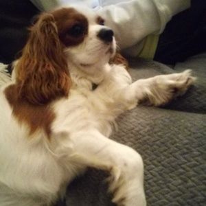 Meet your Posher, Connie